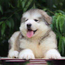 MO512 - Alaskan Malamute Grey